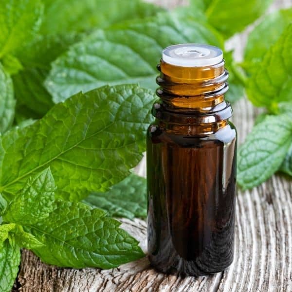 Peppermint essential oil