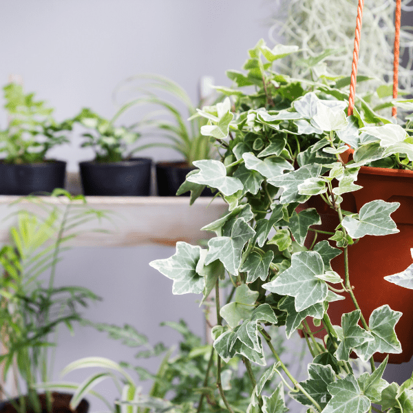 Home and garden concept of english ivy plant in pot on the balcony