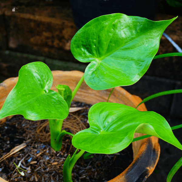 elephant ears