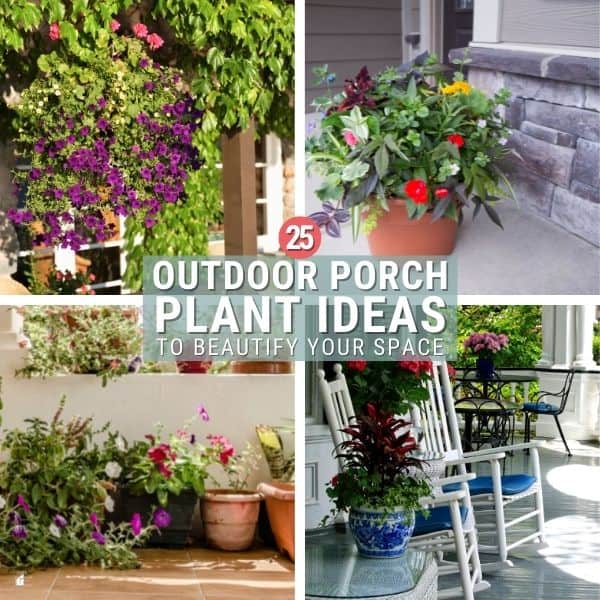 25 Outdoor Porch Plant Ideas To Beautify Your Space