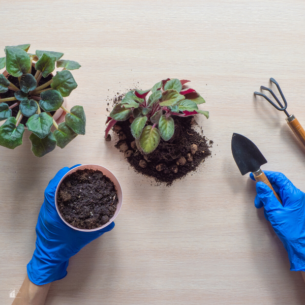 Transplanting indoor plants.