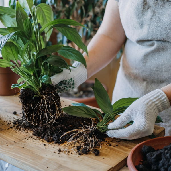 Woman Is Transplanting Plant into New Pot at Home. 