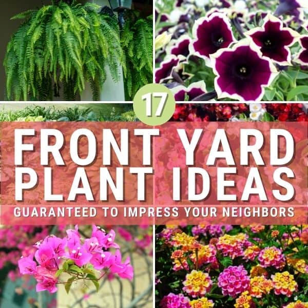 17 Stunning Front Yard Plant Ideas Guaranteed to Impress Your Neighbors