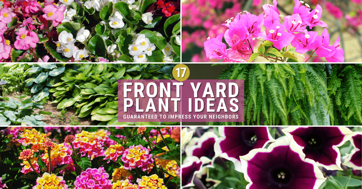 17 Stunning Front Yard Plant Ideas Guaranteed to Impress Your Neighbors