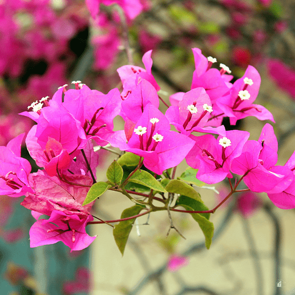 Bougainvillea