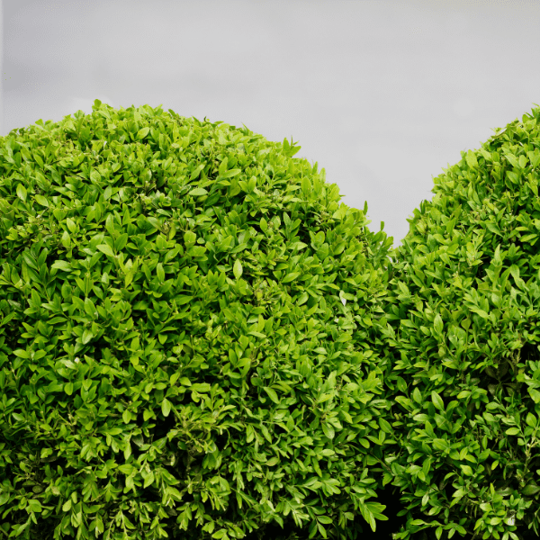 Boxwood shrubs