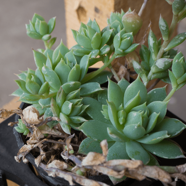 Cactus in pot