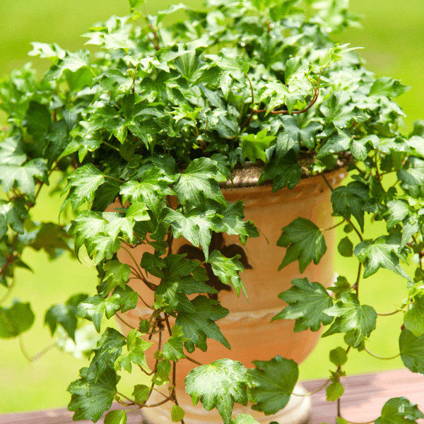 English Ivy