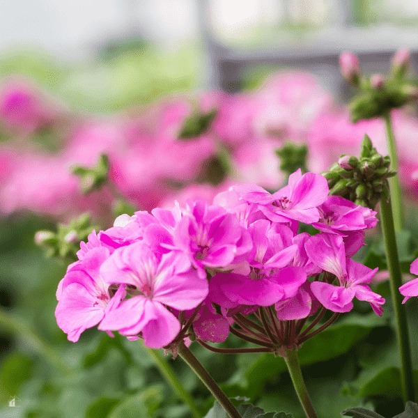 Geraniums