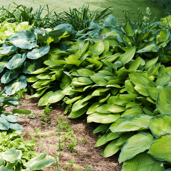 Hosta