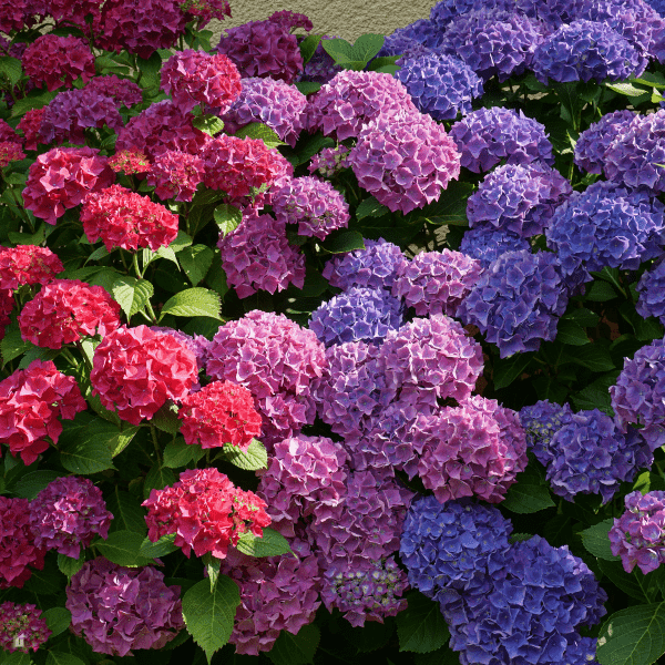 Front Yard Plant Ideas - Hydrangeas