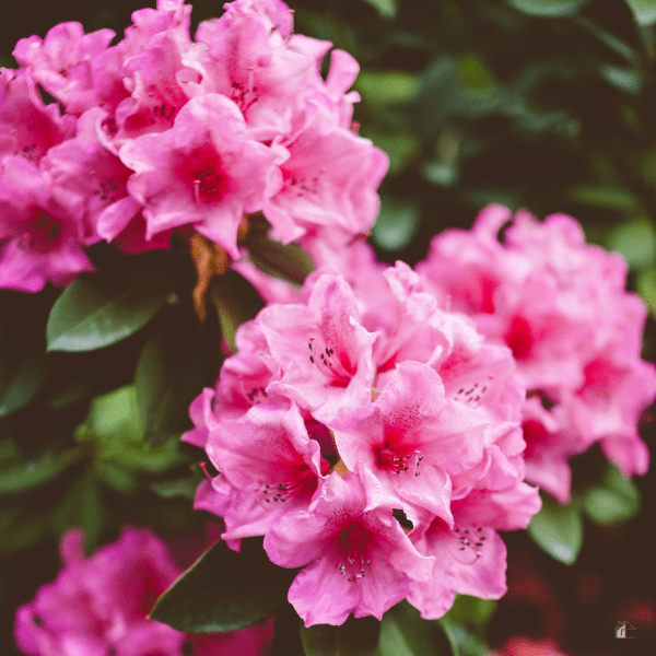 Rhododendrons