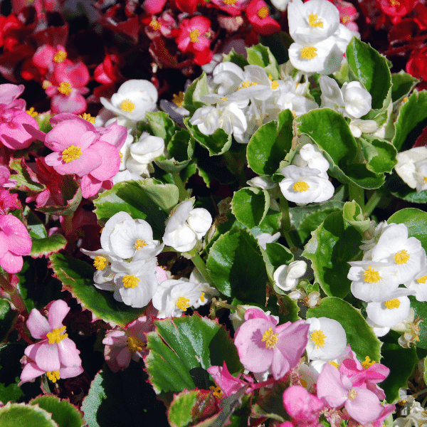 Wax begonia