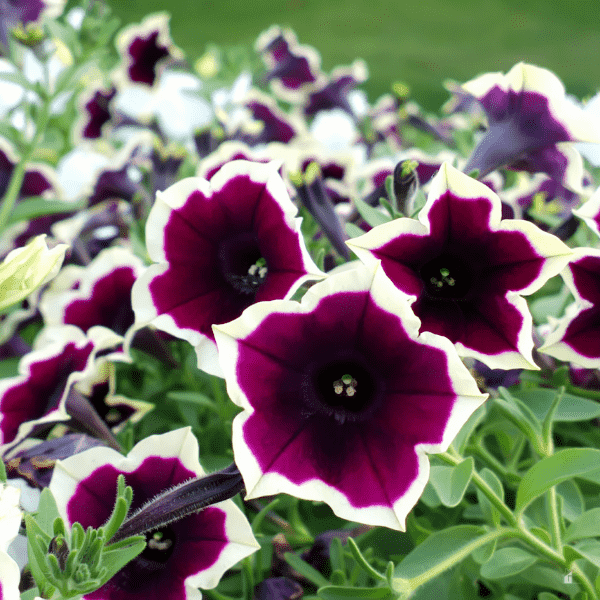 petunia