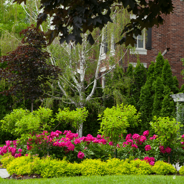 house front yard ornamental garden