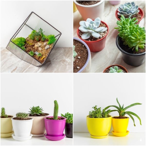 Various types of mini succulent house plants