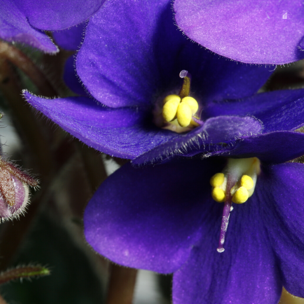 Close of of two African violet flowers.