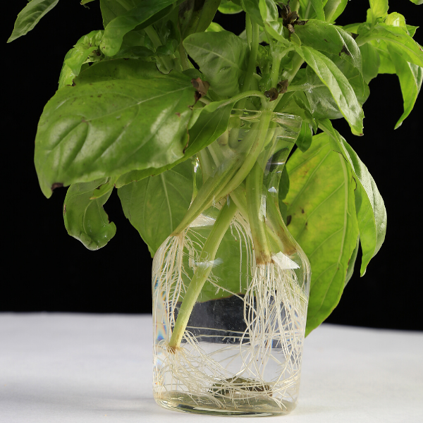 Basil growing in water.