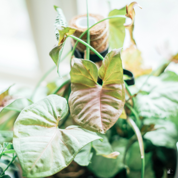 Close up of an arrowhead plant.