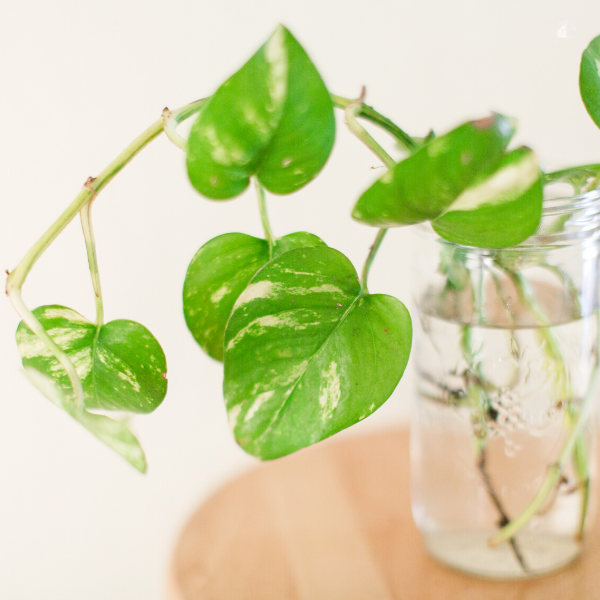 Propagating Pothos Plant