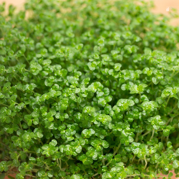Close of a Baby's tears plant growing in a brown pot.
