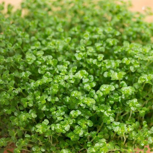 Close of  a Baby's tears plant growing in a brown pot.