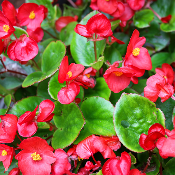 A closeup of begonia's flowers.