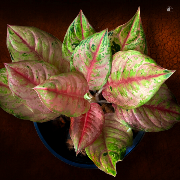 Aglaonema plant Chinese evergreen