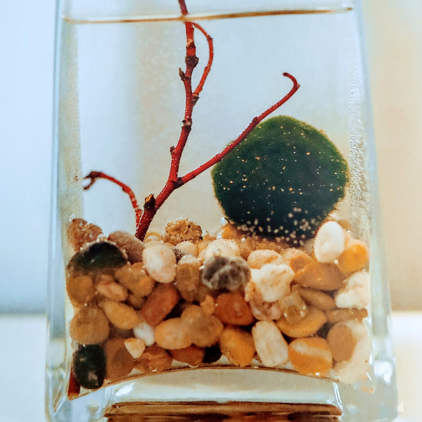 Moss Ball inside a vase full of water and stones.