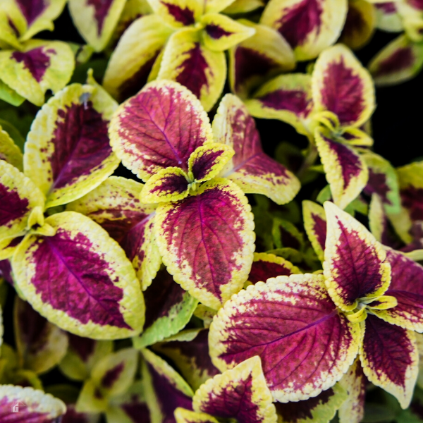 Close up of Coleus pant.