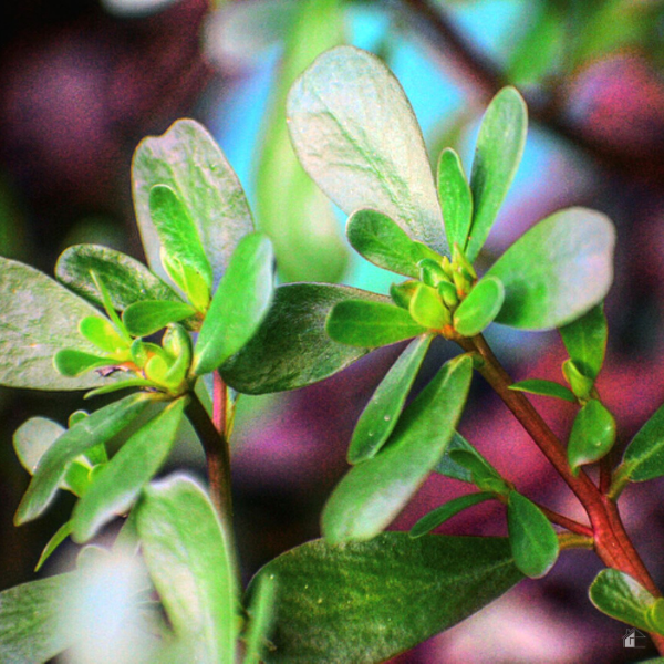 Close up photo of a Jade plant.