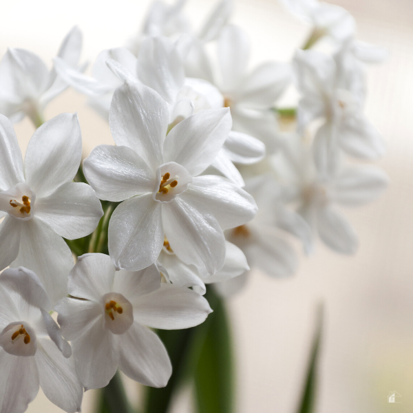 Close of of paperwhite flowers.