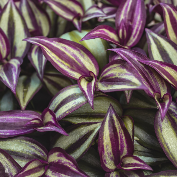 Indoor Water Plants - Wandering Jew