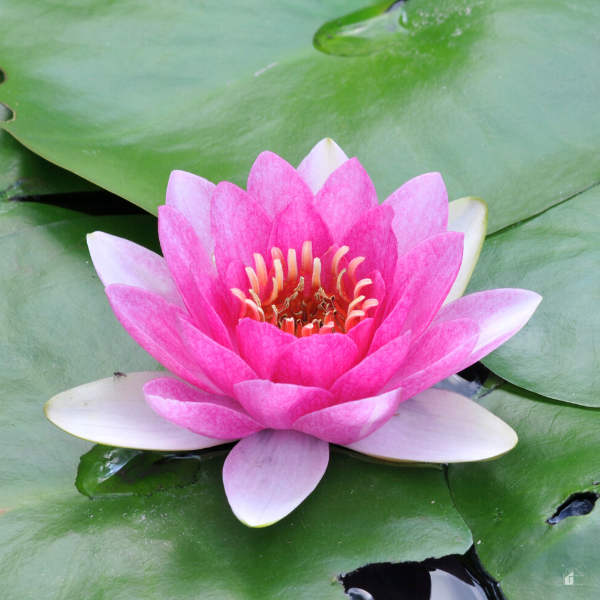 A pink water lily.