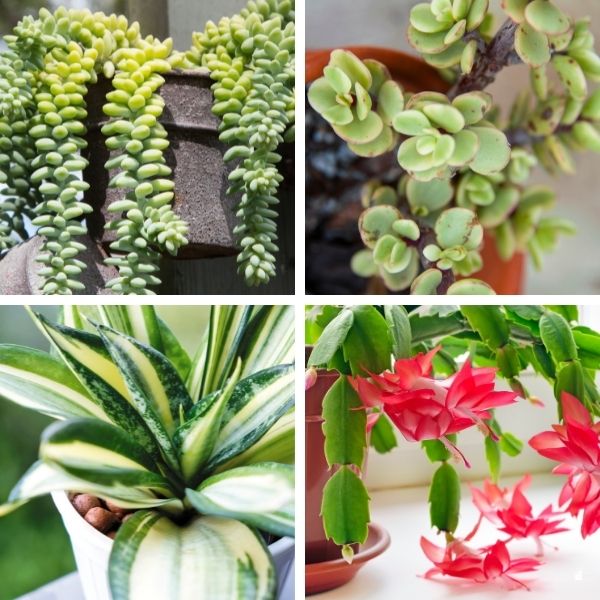 photo collage of Burro's tail, Jade plant, Snake plant, Christmas cactus