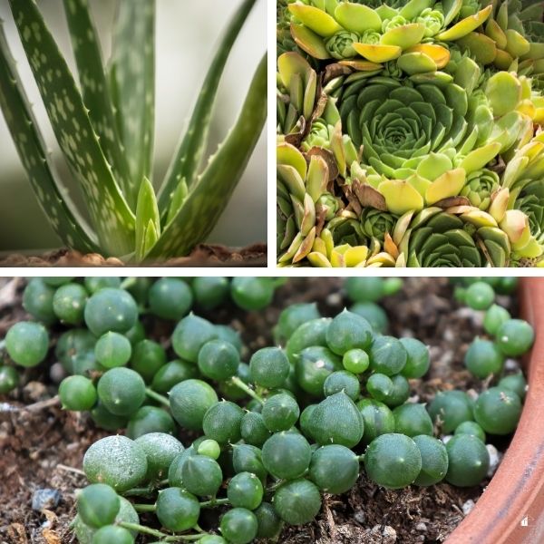 Succulent House Plants: aloe vera, Hens-and-Chick, String of pearls 