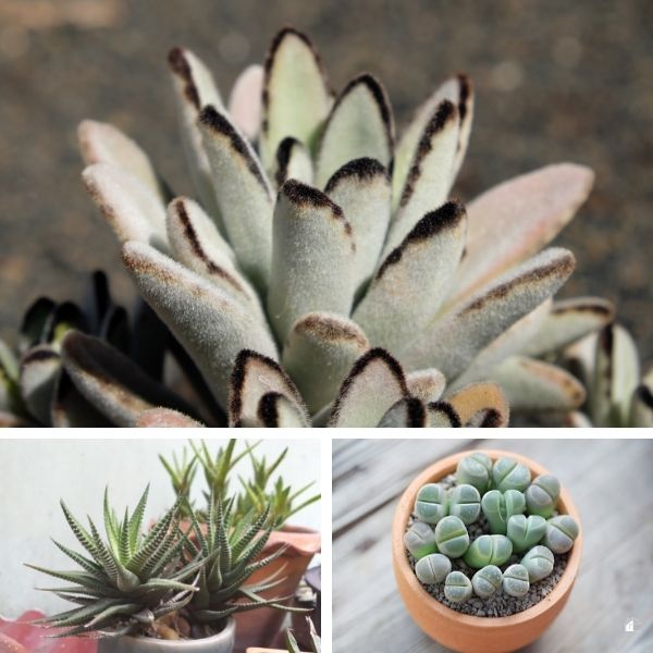 collage showing panda plant, zebra haworthia, and lithops.
