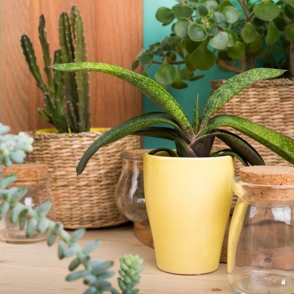 Succulents, house plants in pots
