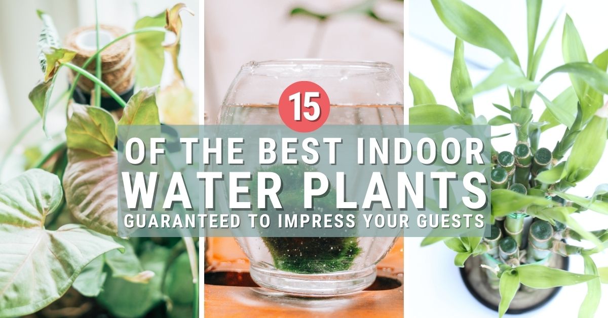 The Best Types of Indoor Water Plants