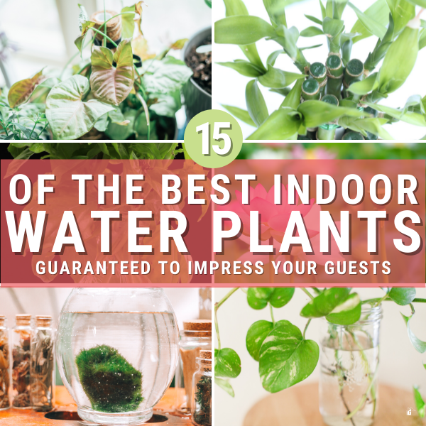 The Best Types of Indoor Water Plants