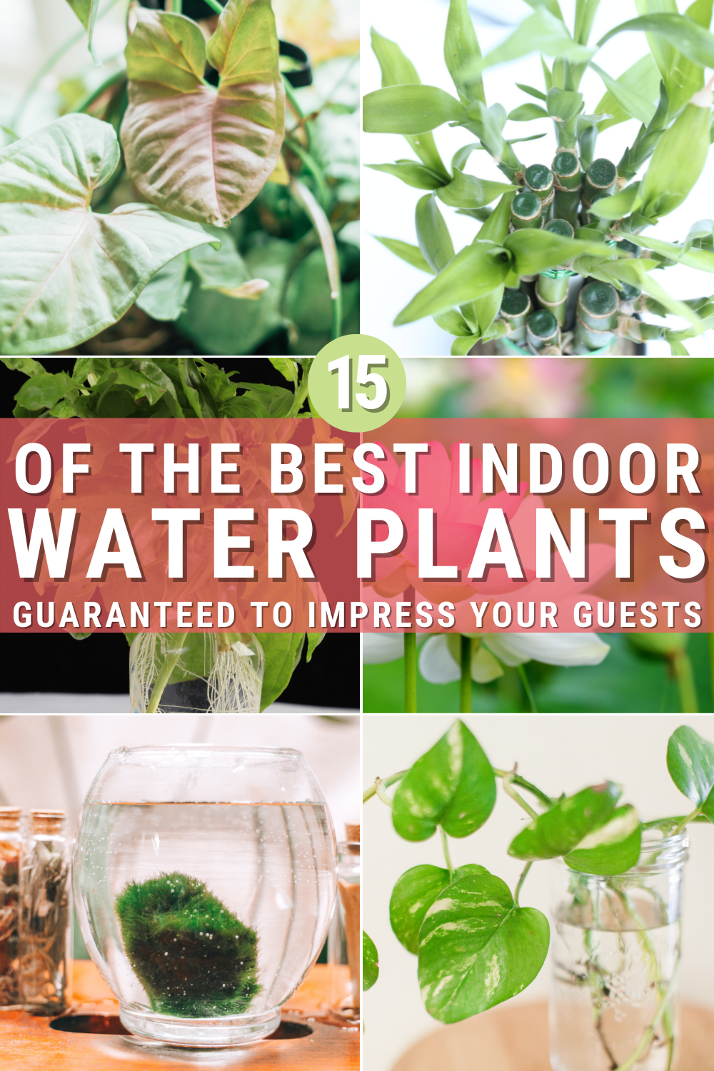 The Best Types of Indoor Water Plants