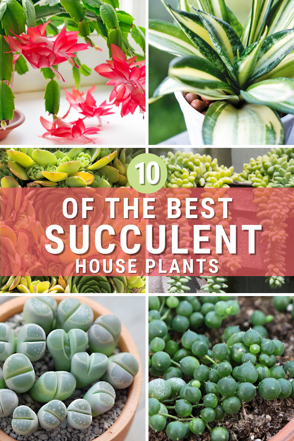 Learn about the best succulent house plants for your home. These are easy to care for and can instantly improve any room in your house. via @mystayathome