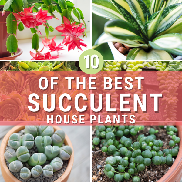 Succulent House Plants (A Beginner’s Guide)