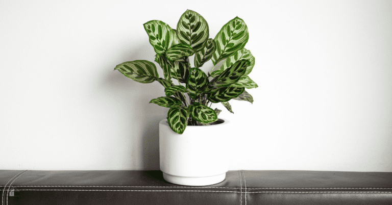 How to Grow Calathea