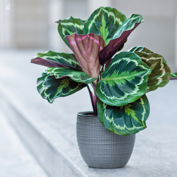 Beautiful Calathea plant in pot