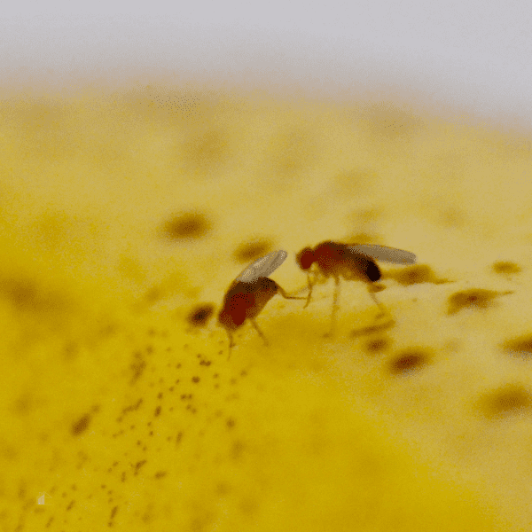 Fruit Flies on banana.