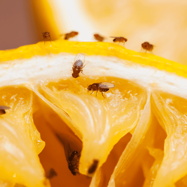 fruit flies on lemon slice.