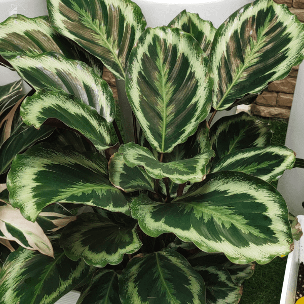 Calathea plant growing indoors.