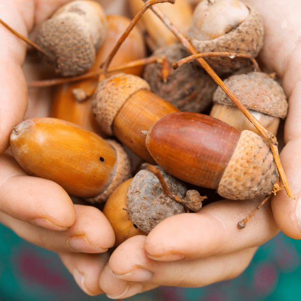 Small hand holding a bunch of acorns.