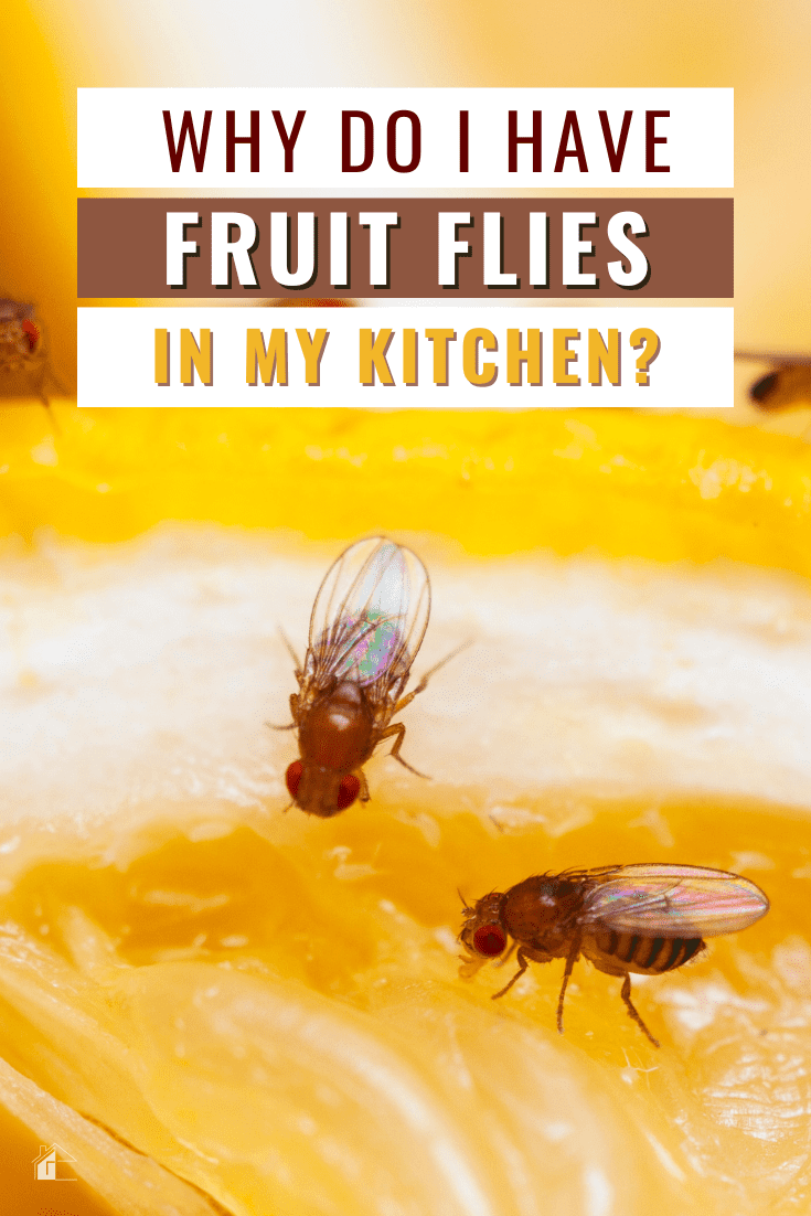 Don't let pesky fruit flies drive you crazy! Find out where they come from and how to get rid of them for good. via @mystayathome